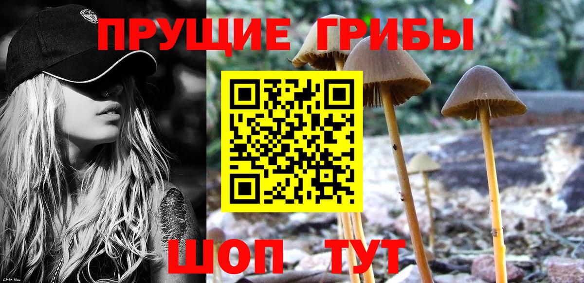 Псилоцибиновые грибы прущие грибы  Славянск-на-Кубани 